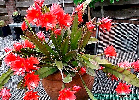 Epiphyllum: home care and breeding examples