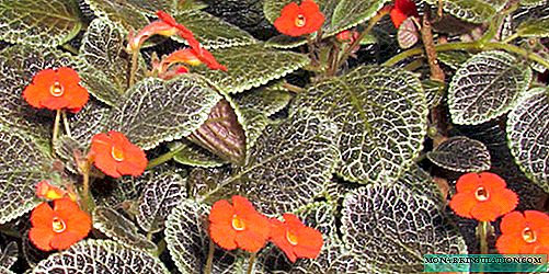 وصف الزهور - أنواع النباتات المنزلية والأصناف
