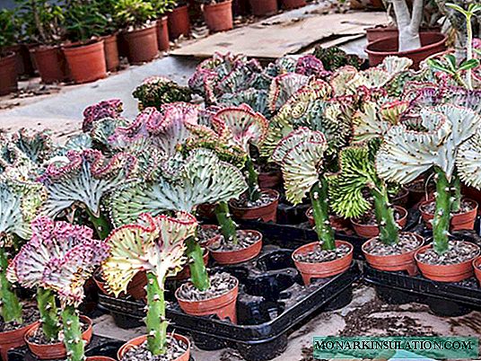 Euphorbia blomst: grunnleggende typer og pleie hjemme