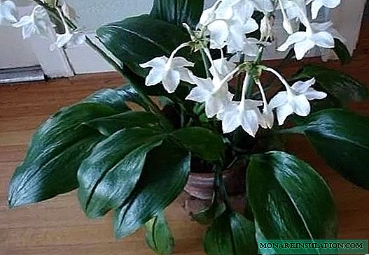 Eucharis - home care. Why does not bloom