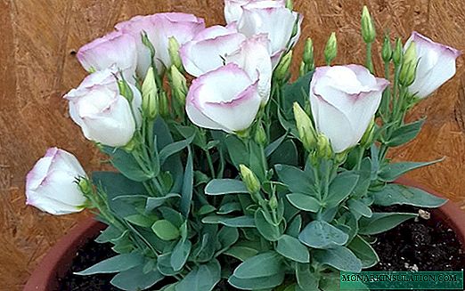 Eustoma цвете