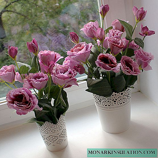 Eustoma - growing from seeds at home