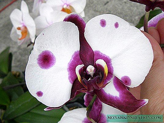 Phalaenopsis breeding at home: examples of children and cuttings