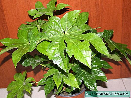 Fatsia flower: home care and methods of reproduction