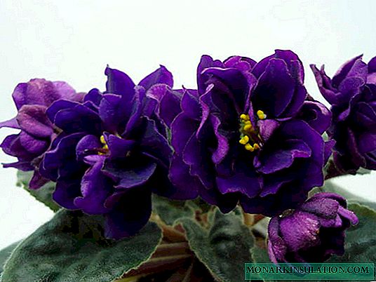 Violet Black Pearl - a description of a home flower