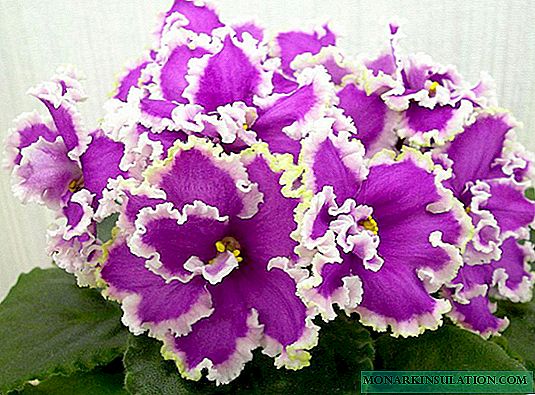 Esmeralda violeta - descrição e características da variedade