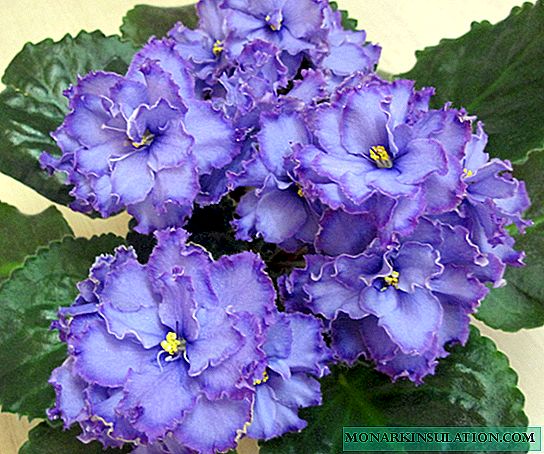 Violeti zils pūķis - šķirnes apraksts un īpašības