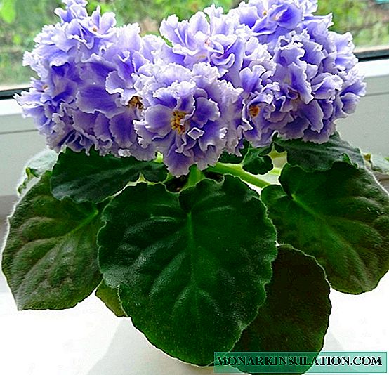 Névoa azul violeta - descrição e características da variedade