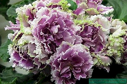 Rosa violeta gelada - descrição e características da variedade