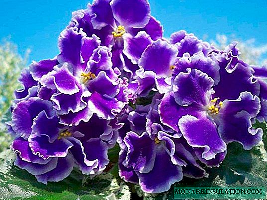 Hoàng hôn mùa hè Violet - mô tả và đặc điểm của sự đa dạng