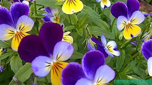 Violeta cornuda blanca perenne - descripción del crecimiento