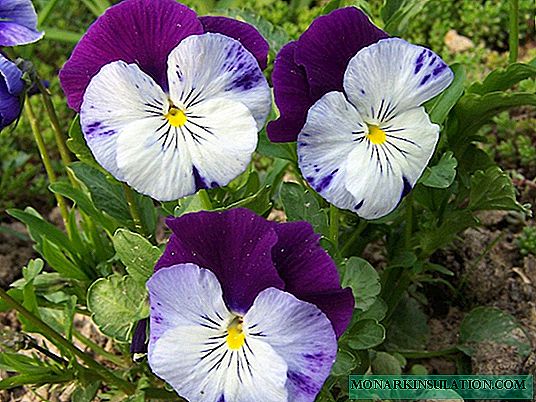 Violetti puutarha monivuotinen avoimessa maassa