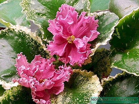 Violet Chic Poppy - a bright home flower