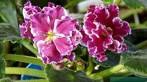 Violet SM Amadeus pink - description and characteristics of the variety