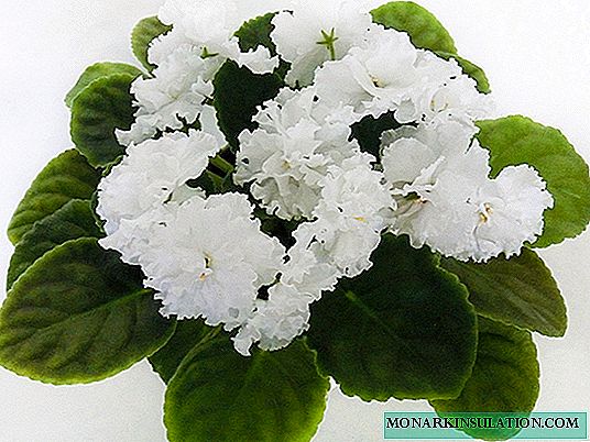 Bouquet da sposa viola - descrizione del fiore