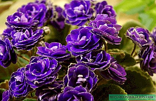 Виолетова зимна роза - необичайни теменужки, подобни на рози
