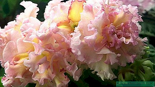 Oro violeta de escitas: una descripción de la variedad de flores domésticas
