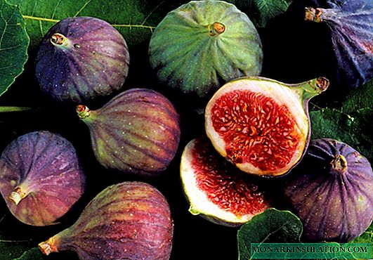 Fig tree or fig - description of what the fruit looks like