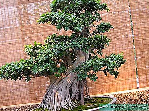 Ficus bonsai - menjaga dan berkembang di rumah