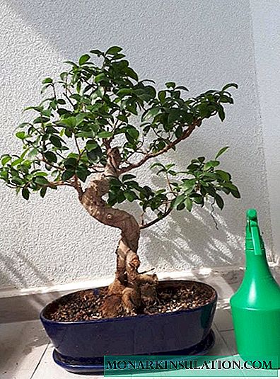 „Ficus Ginseng“ - priežiūra namuose