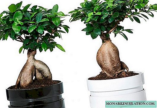 Ficus Mikrokarpfen - Pflege und Reproduktion des Hauses