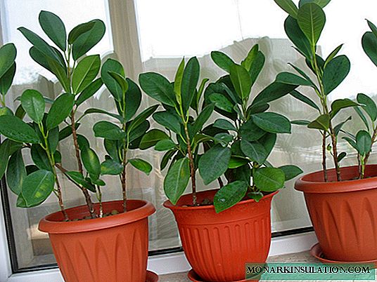 Ficus Moklame - chăm sóc tại nhà