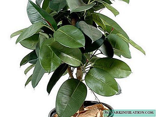 Ficus Robusta gummiartig - Pflanzen und häusliche Pflege