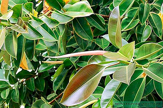 Ficus Tineke - vokser og plejer en blomst