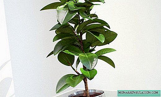 Ficus - penjagaan rumah, penyakit ficus