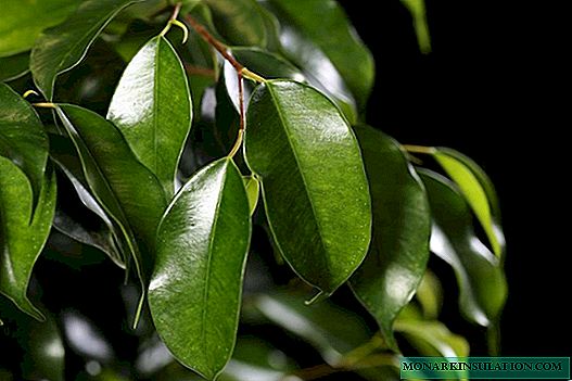 Ficus - variedades con hojas pequeñas y grandes, abigarradas y enanas