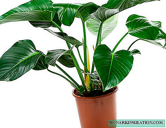 Climbing ivy philodendron - types of vines