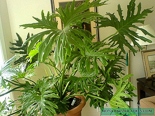 Philodendron Sello, guitar-shaped, Xanadu, lobed