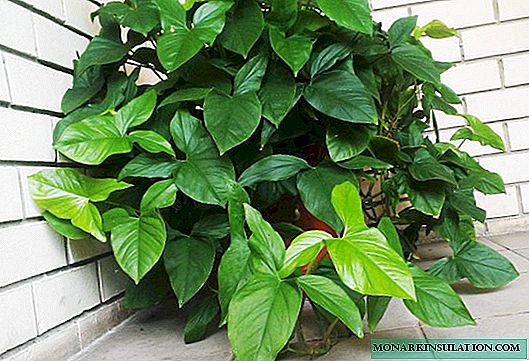 Philodendron Home Care and Reproduction