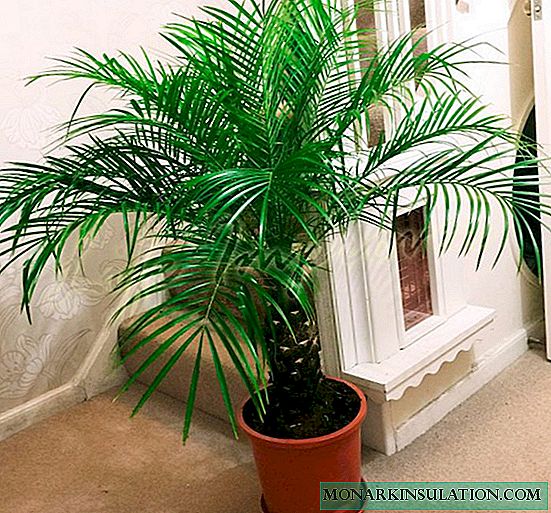 Bone date palm - how to plant at home