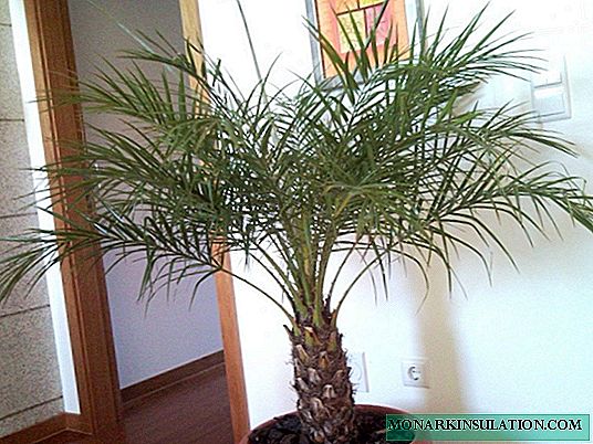 Palmier dattier - comment les dattes poussent à la maison