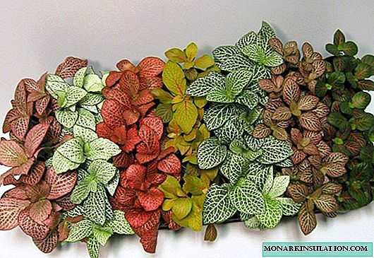 Fittonia - home care and reproduction