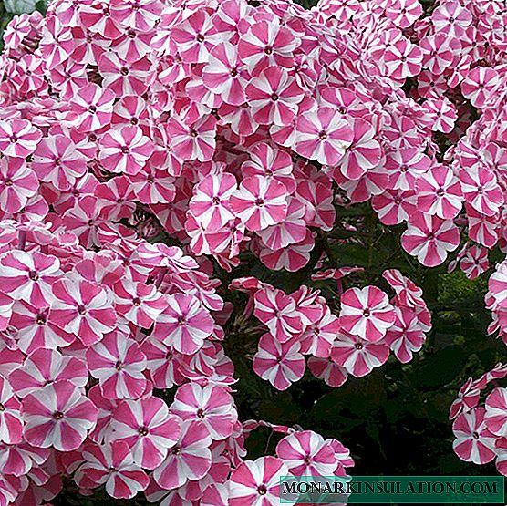 Drummond Phlox: berkembang dari benih bila ditanam