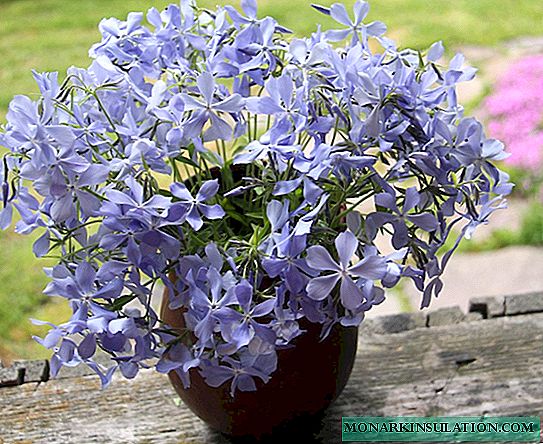 Phlox splayed blue: planting and care