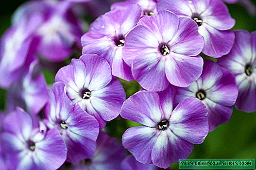 Punzón Phlox: plantación y cuidado en campo abierto