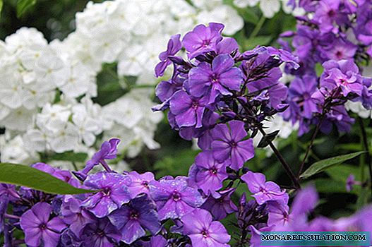 Phlox perennial: planting and care in the open ground