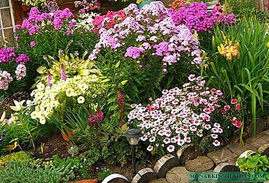 Anuales de Phlox: plantación y cuidado