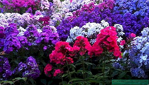 Phlox: planting and care in the open ground