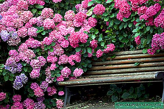 Hydrangea Forever - all varieties of the Forever and Ever series