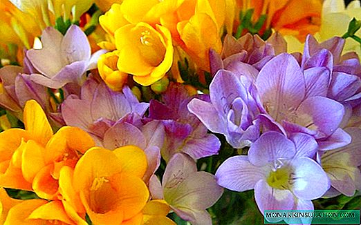 Freesia cultivation and care at home and in the garden