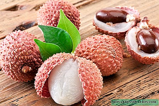 Lychee fruit - what is it like to grow from a stone