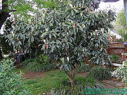 Buah medlar - pohon apa ini, rawat