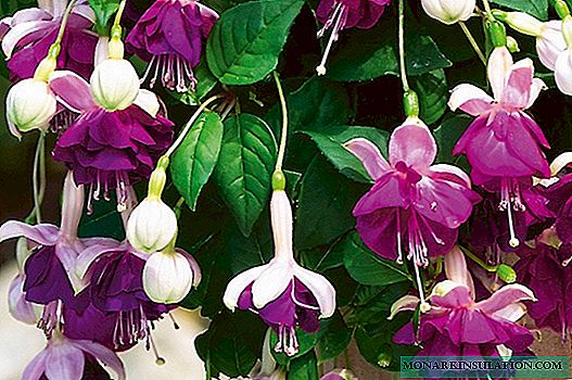 Fuchsia ampelous - une description des variétés, de la culture et des soins à domicile