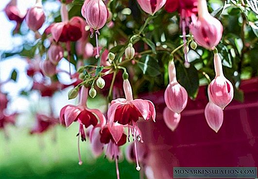 Fuchsia цвете на закрито - сортове растения