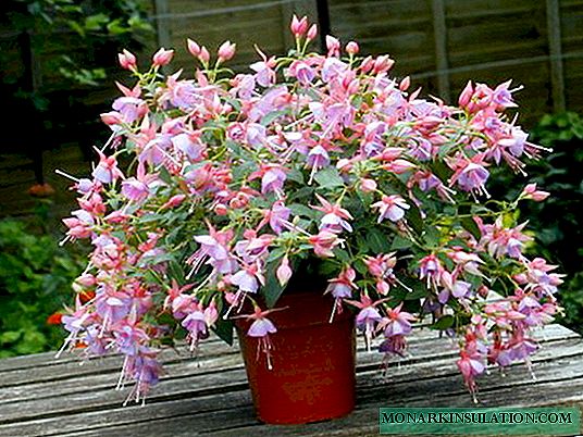 Fuchsia in a pot on the street - how to care and in which pot to plant