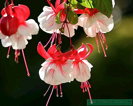Fuchsia cultivation and care at home